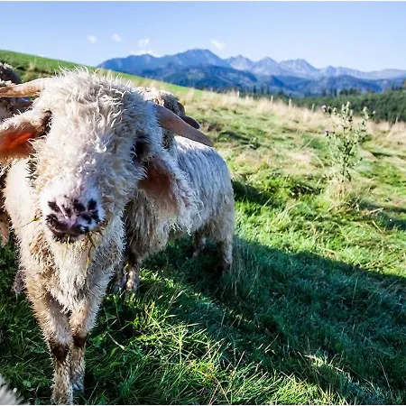 Konukevi Pg Szymonek 3*